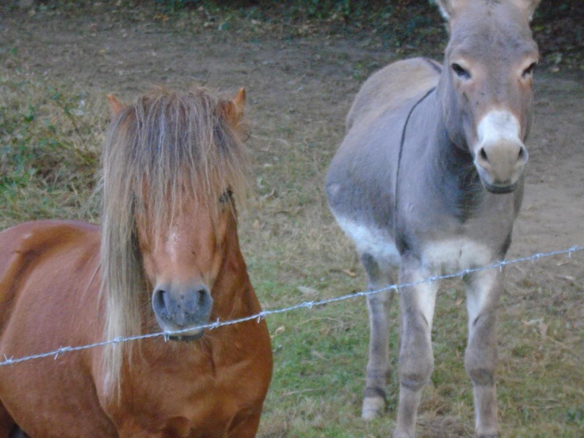 Deux Etangs Poissonneux Au Milieu Des Bois Avec Gite Moderne, La Halte Des Deux Lacs Rosée Buitenkant foto
